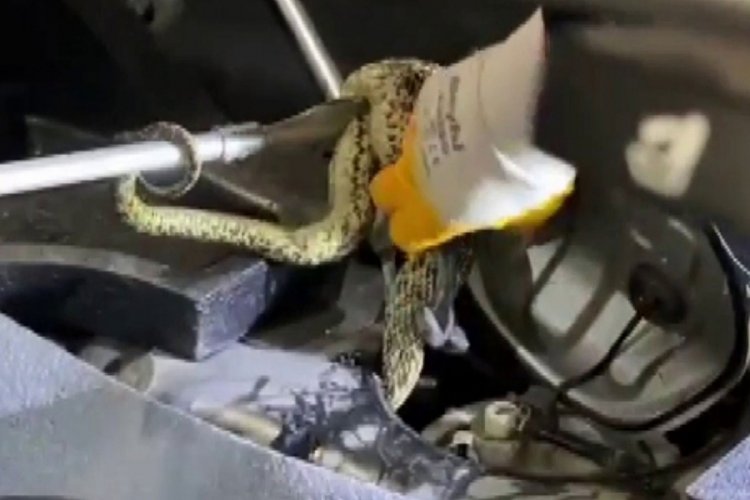 Sivas'ta ekiplere ecel terleri d&ouml;kt&uuml;ren yılan