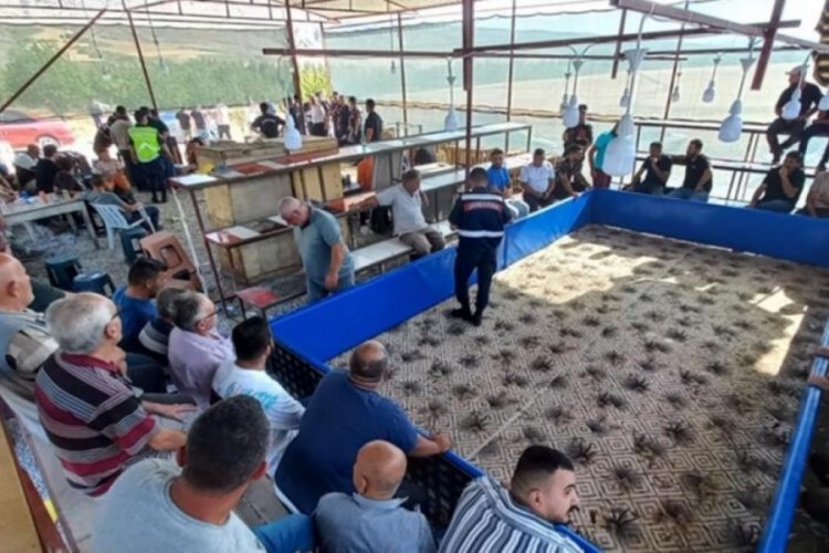 Niğde'de horoz d&ouml;v&uuml;şt&uuml;ren 71 kişiye g&ouml;zaltı