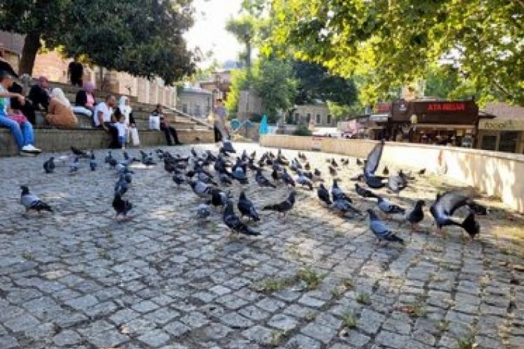 Bursa'da g&uuml;vercinlerin havuz keyfi