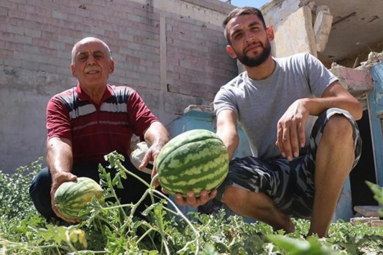 Hatay'da depremde yıkılan evin enkaz yerinde karpuz &ccedil;ıktı