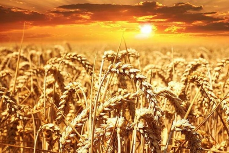 Rekoltesi artan buğday &uuml;reticisini sevindirdi