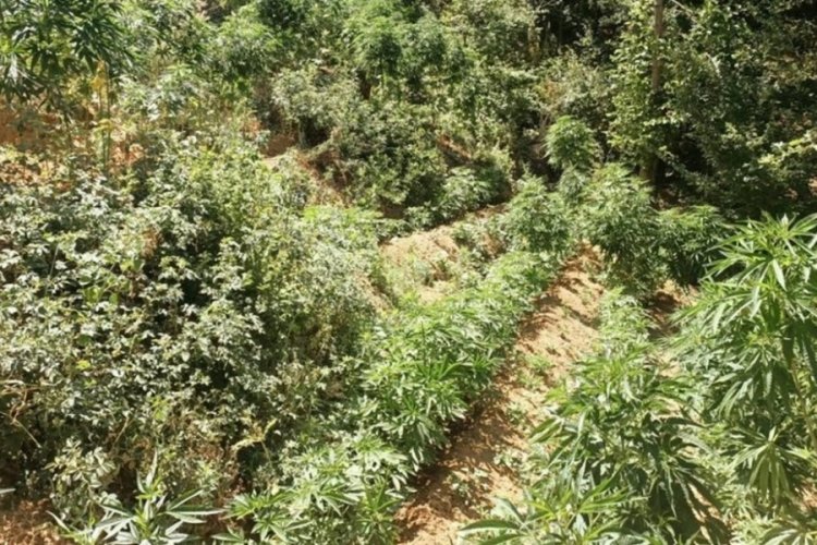 Bing&ouml;l'de 3 bin 591 k&ouml;k kenevir ele ge&ccedil;irildi