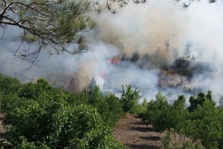 Kahramanmaraş'ta orman yangını &ccedil;ıktı