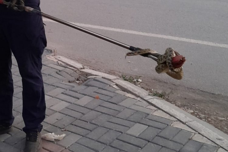 Kırıkkale'de evin bah&ccedil;esine yılan giren vatandaşın imdadına itfaiye yetişti