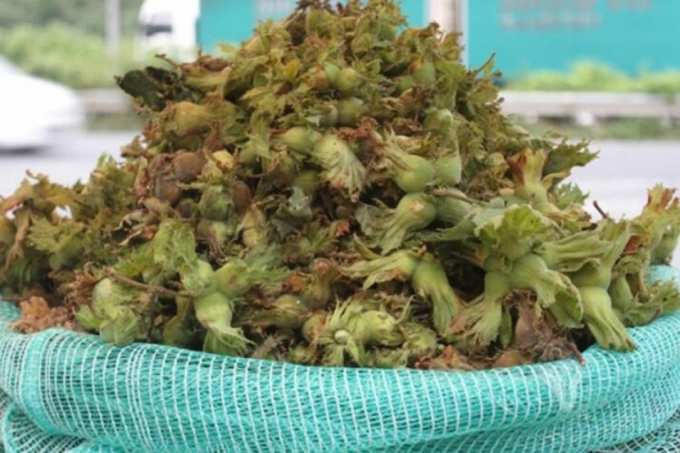 Ordu'da yaş fındığın kilogramı 60 liradan satışta