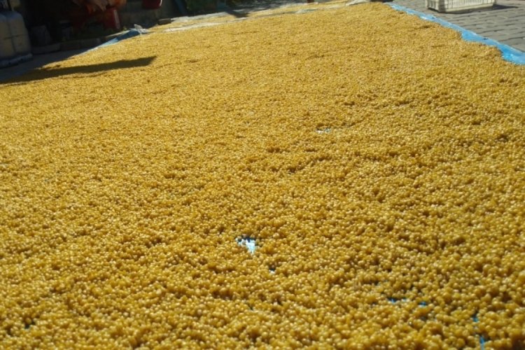 Malatya'da bulgur hasadı yapılıyor