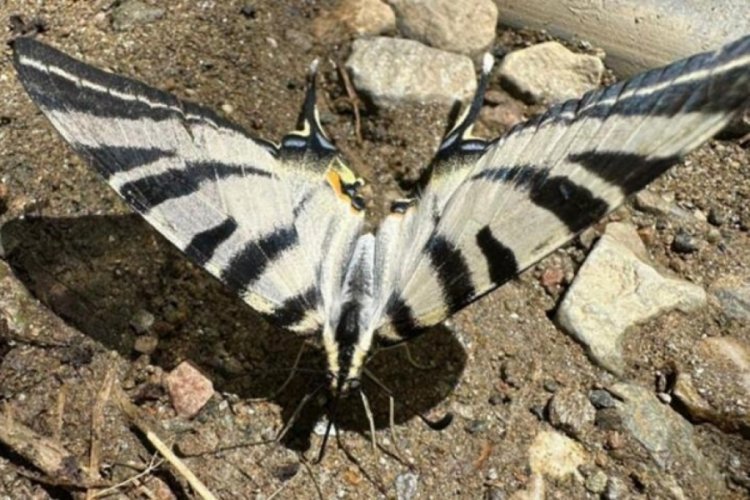 T&uuml;rkiye'de nadir g&ouml;r&uuml;len zebra kırlangı&ccedil; kelebek g&ouml;r&uuml;nt&uuml;lendi
