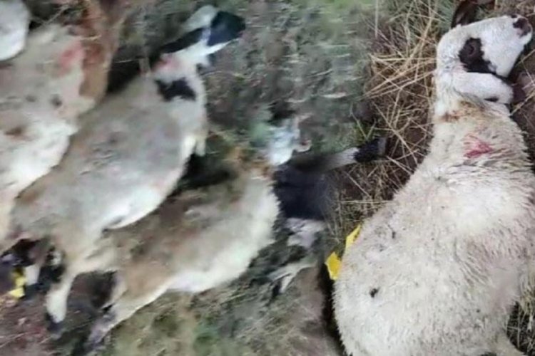 Ağrı'da yıldırım d&uuml;şt&uuml;! 30 koyun telef oldu