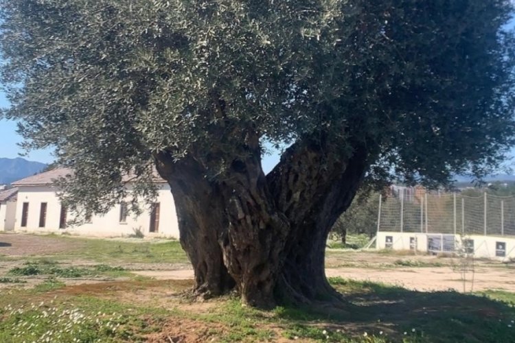 Antalya'da iklim krizi zeytin hasadını vurdu