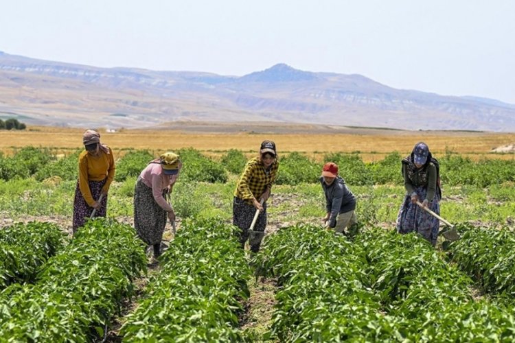 Aşırı sıcaklar &ccedil;ift&ccedil;ilerin mesai saatlerini değiştirdi
