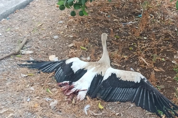 Antalya'da bacakları kırılmış halde leylek bulundu!
