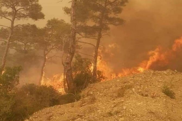 Suriye'de 4 g&uuml;nd&uuml;r s&uuml;ren orman yangınında 1 kişi hayatını kaybetti