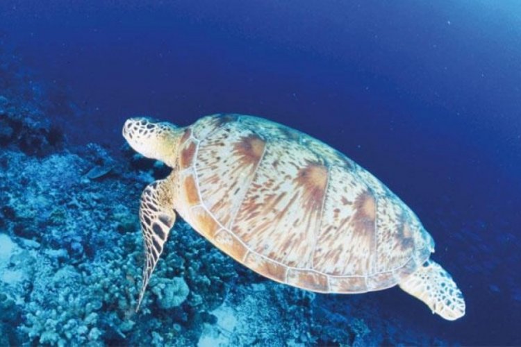 Caretta caretta besleyene b&uuml;y&uuml;k ceza!