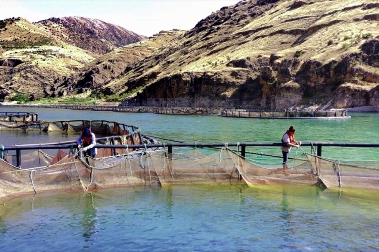 Elazığ'da kadınlar ekmeğini Fırat Nehri'nden kazanıyor