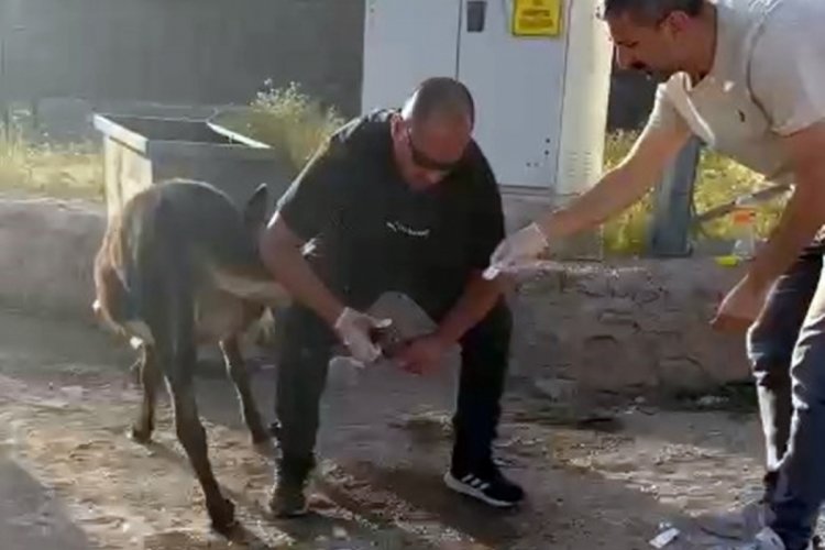 Bing&ouml;l'de başhekim, yaralı eşeğe pansuman yaptı
