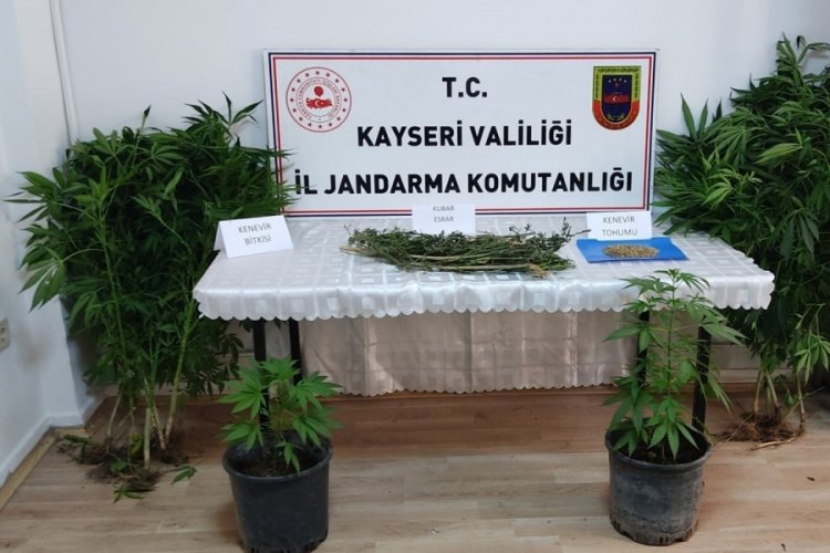 Kayseri'de evinde kenevir yetiştiren şahıs yakalandı
