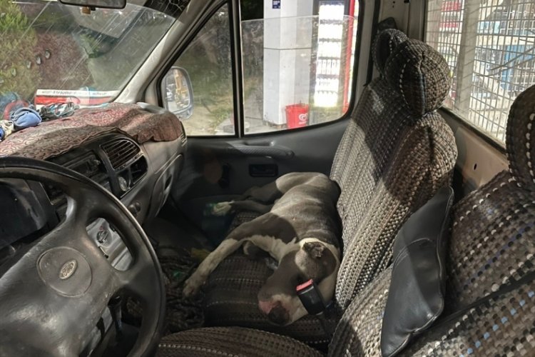 Aydın'da sahipsiz Pitbull cinsi k&ouml;pek komyonete bindi! S&uuml;r&uuml;c&uuml; saatlerce yardım bekledi