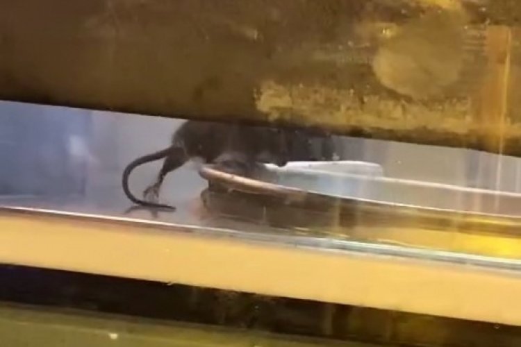 B&ouml;rek&ccedil;ide mide bulandıran g&ouml;r&uuml;nt&uuml;! Fare tepsilerin i&ccedil;inde gezdi