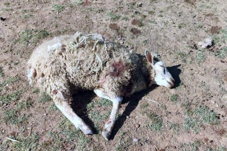 Bursa'da başıboş k&ouml;pekler şehrin merkezindeki &ccedil;iftliğe saldırdı