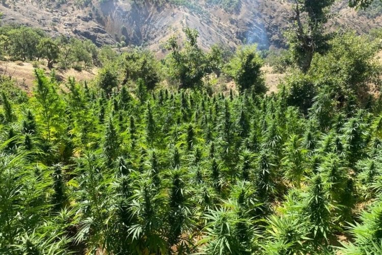Bing&ouml;l'de jandarmadan kenevir operasyonu