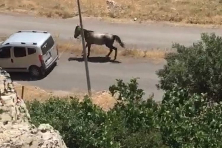 Elazığ'da atı aracın arkasına bağlayıp koşturan şahsa ceza