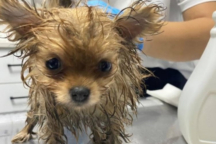 Edirne'de el konulan 22 k&ouml;pek Bursa'ya getirilerek tedaviye alındı