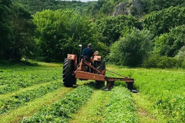 Edirne'de sebze tarlasında 12 bin k&ouml;k Hint keneviri ele ge&ccedil;irildi