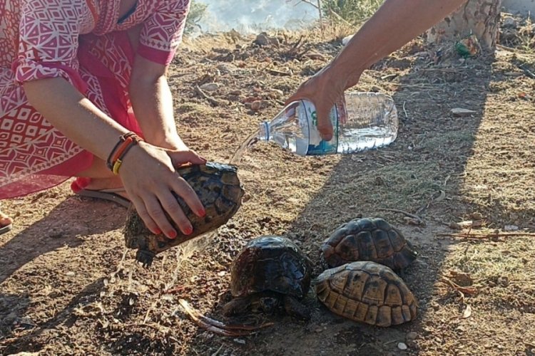 Muğla'da yangından kurtarılan kaplumbağalar tedavi altına alındı