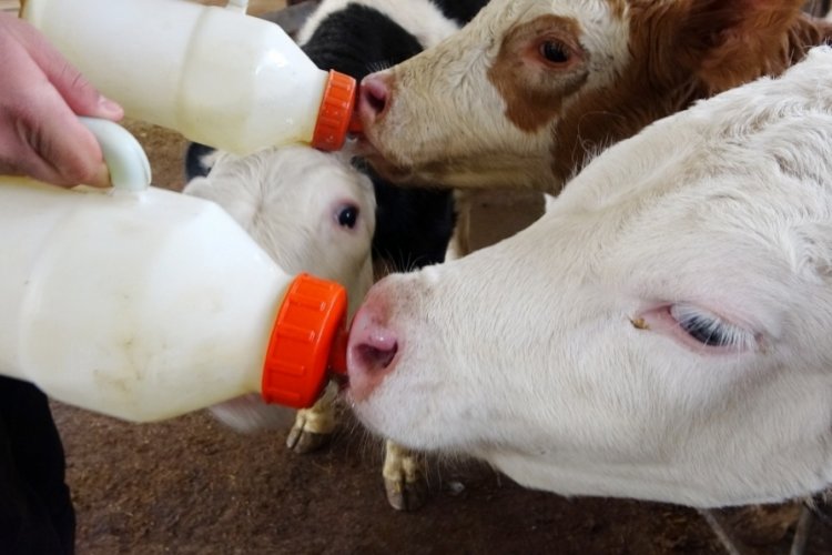 Denizli'de soğut s&uuml;t fiyatı belli oldu