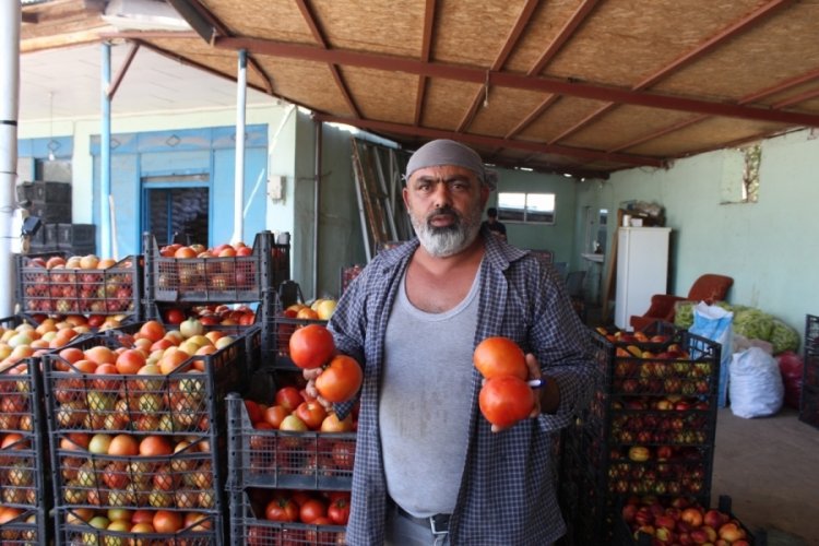 Iğdır'da yetiştirilen sebze ve meyveler il dışına satılıyor