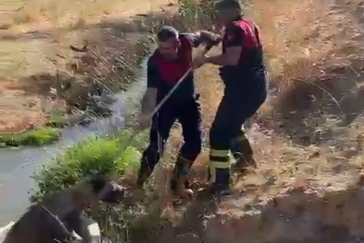 Adıyaman'da su kuyusuna d&uuml;şen k&ouml;peği itfaiye ekipleri kurtardı
