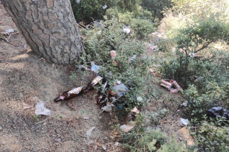 Bursa Gemlik'te 'bira veren' &ccedil;am ağa&ccedil;ları...