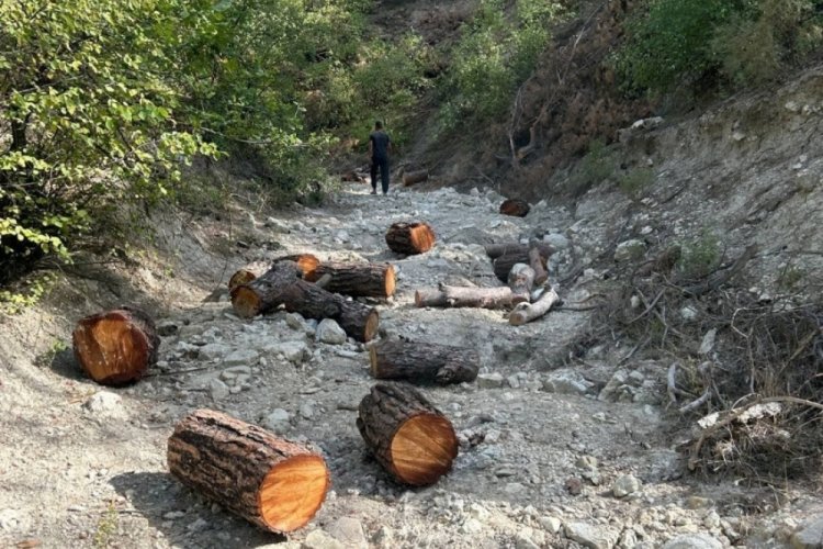 Aydın'da ormandan izinsiz 11 adet ağa&ccedil; kesen kişi yakalandı