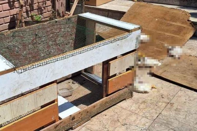 Başını kesip d&uuml;kkanın &ouml;n&uuml;ne bıraktılar!