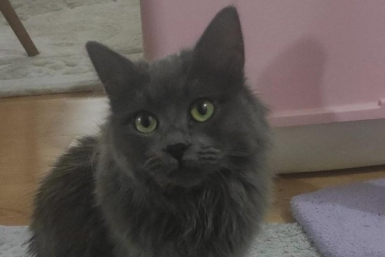 Bolu'da rahatsızlanan kedinin midesinden &ccedil;ıkan şaşırttı