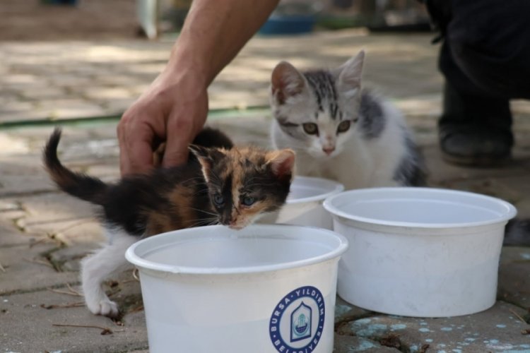 Yıldırım Belediyesi yaz sıcaklarında sokak hayvanlarını unutmuyor