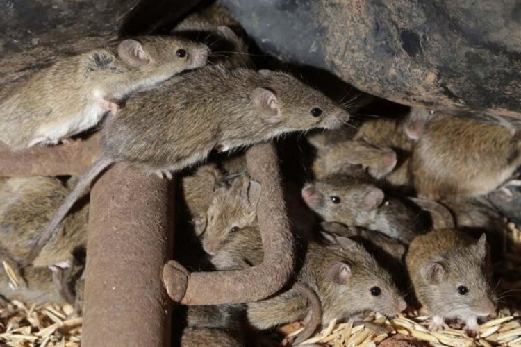 Br&uuml;ksel'de cezaevini fareler bastı