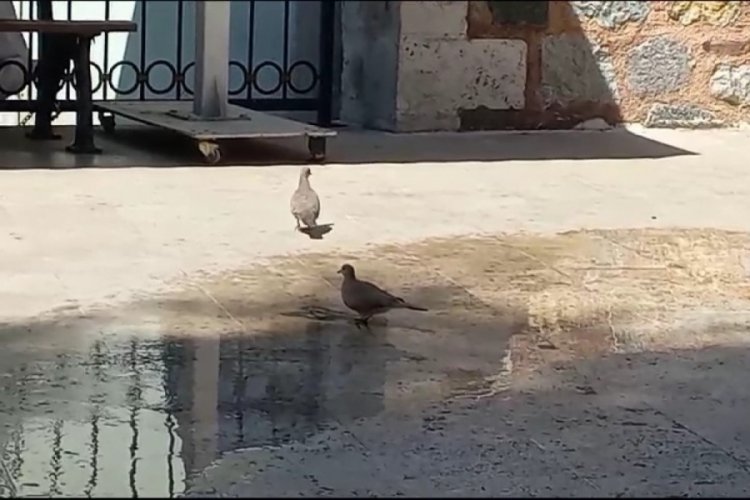 Bursa'da sıcaklıklar hem vatandaşları hem de hayvanları bunalttı!