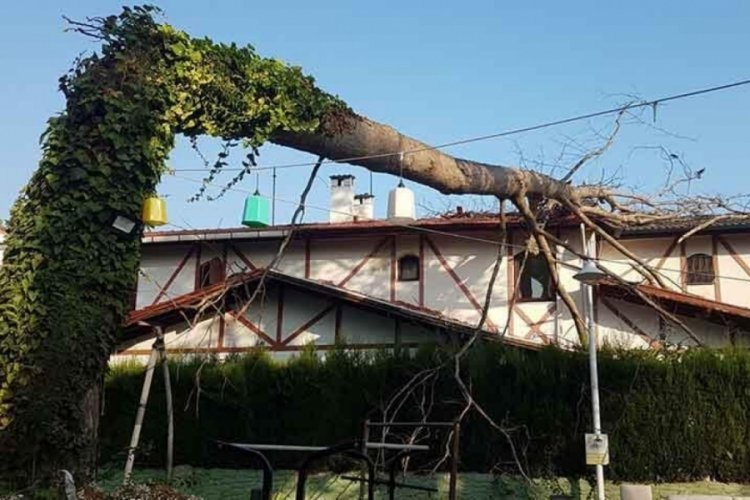 Asırlık &ccedil;ınar ağacı villanın &ccedil;atısına devrildi