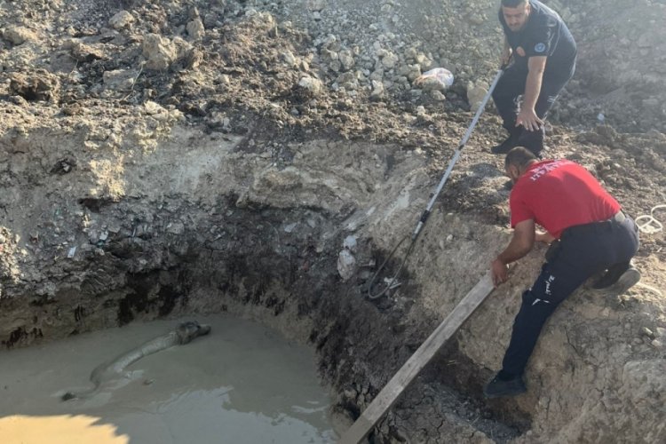Bursa'da sokak k&ouml;peği sondaj kuyusuna d&uuml;şt&uuml;! Uzun uğraşlar sonucu kurtarıldı