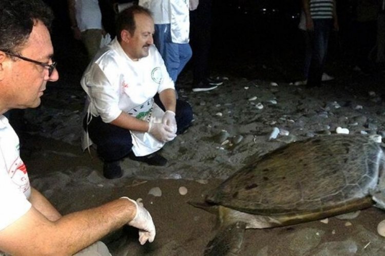 60 yaşındaki deniz kaplumbağaları tekrar denizle buluştu