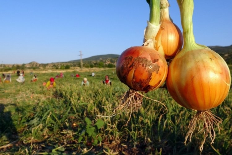 Soğan tarlada 5, tezgahta 15 liraya satılıyor