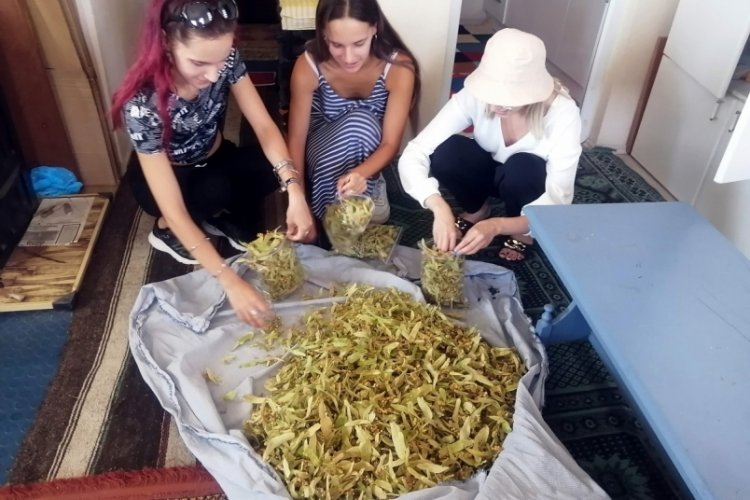 Bursa'da Romanyalı &ouml;ğrenciler yaban mersini hasadına katıldı