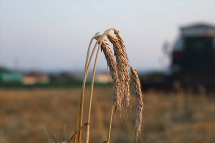 Emtia piyasasında talep ve fiyatlar d&uuml;ş&uuml;şte