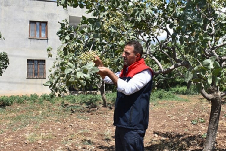 Şırnak'ta ter&ouml;r y&uuml;z&uuml;nden boşaltılan k&ouml;ylerdeki araziler fıstık bah&ccedil;esine d&ouml;n&uuml;şt&uuml;