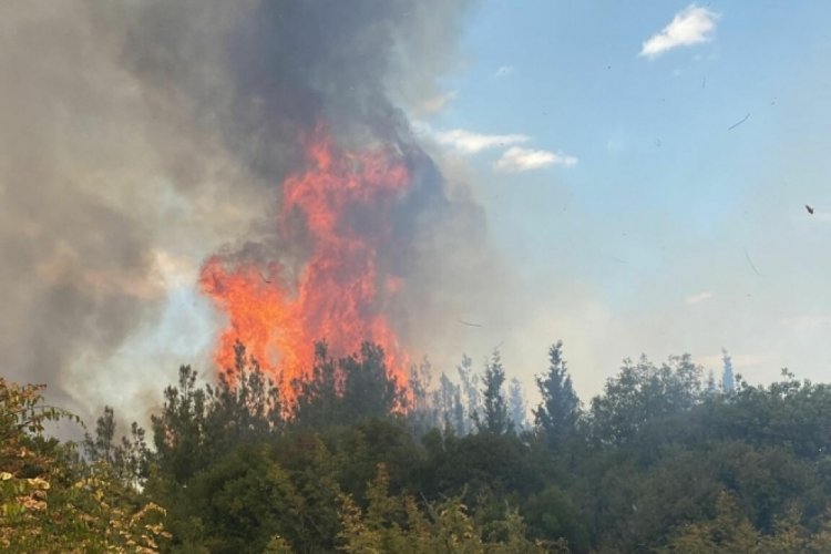 &Ccedil;anakkale'de orman yangını