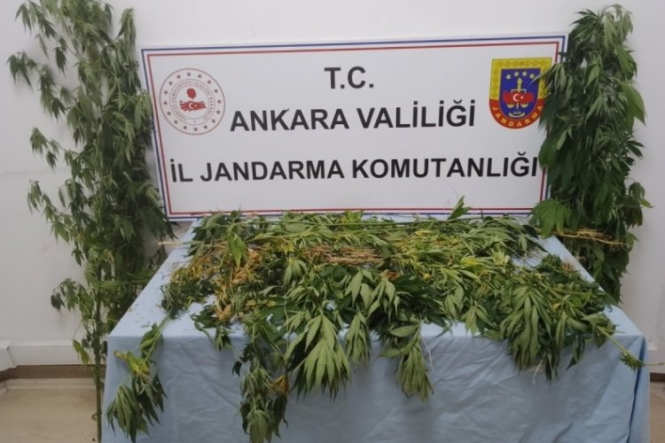 Ankara'da 298 k&ouml;k kenevir ele ge&ccedil;irildi