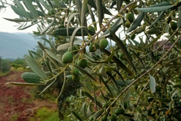 Eskişehir'de zeytinden 5 ton rekolte bekleniyor