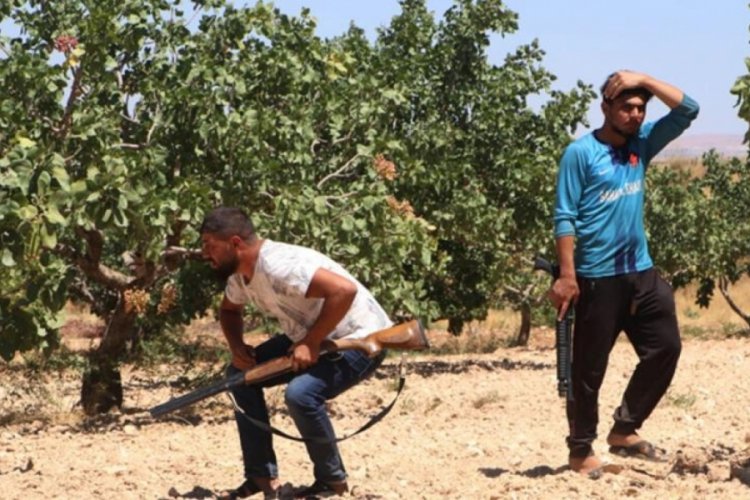 Gaziantep'te Antep fıstığı hasadı yaklaşırken &ouml;nlemler de alınıyor!