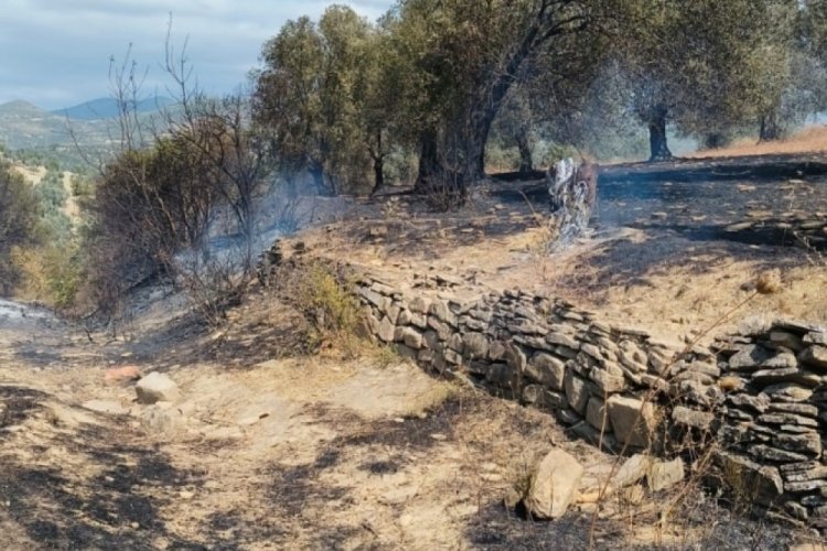 Balıkesir'de &ccedil;ıkan yangında 12 dekar zeytinlik alan zarar g&ouml;rd&uuml;